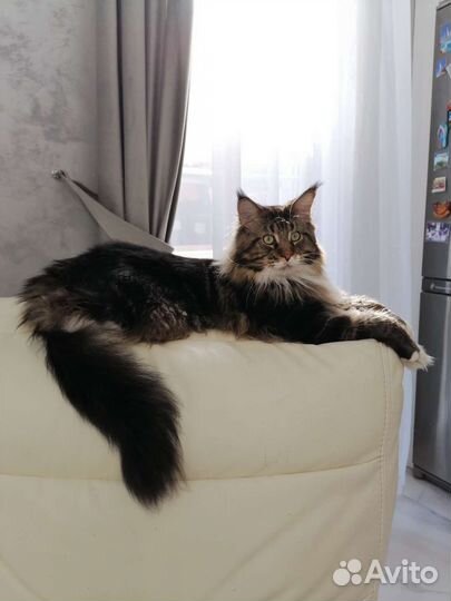 Кот мейкун вязка