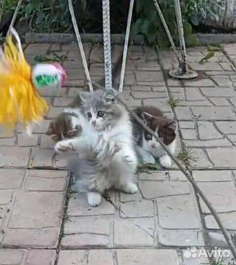 Сибирские котята