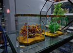 Готовый аквариум для лабиринтовых рыбок