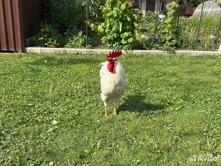 Продам домашнюю птицу