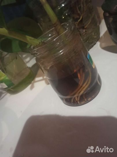 Замиокулькас (долларовое дерево)