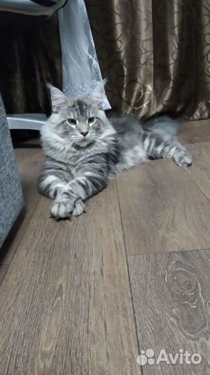 Мейн-кун вязка