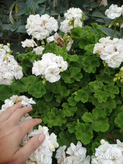 Пеларгония герань