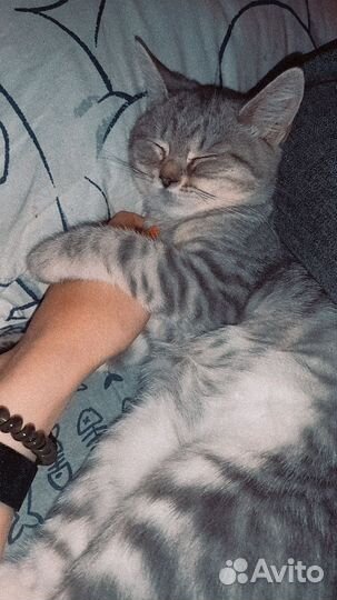 Кошка для вязки