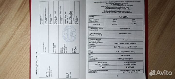 Чистокровные верховые