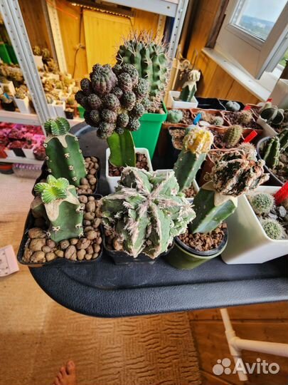 Кактус астрофитум