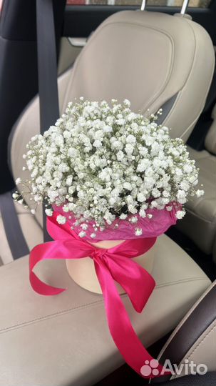 Гипсофила в коробке