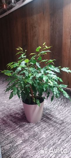Фикус бенджамина