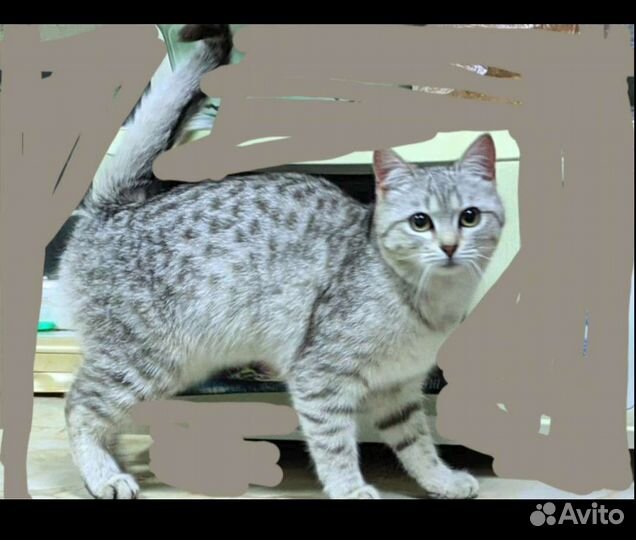 Кошка и кот