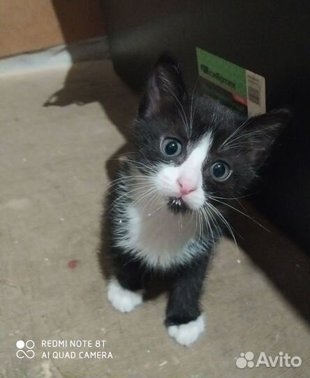Котенок мальчик