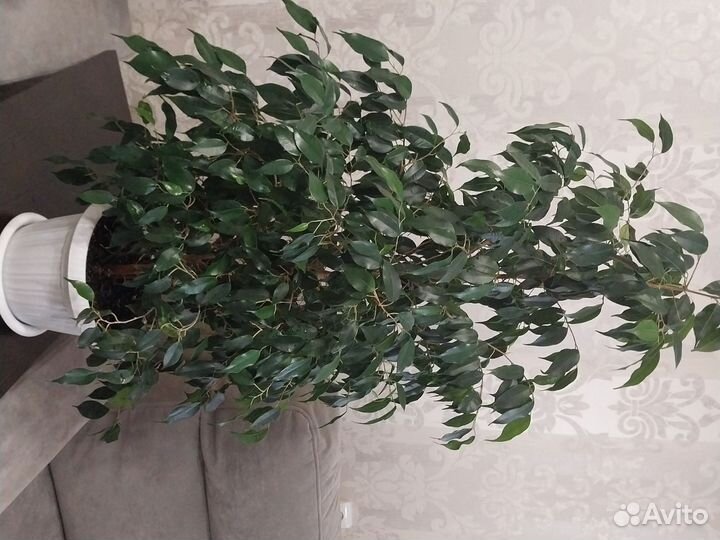 Фикус бенджамина