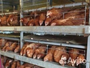 Куры несушки