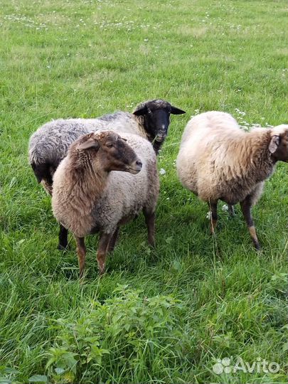 Овцы бараны