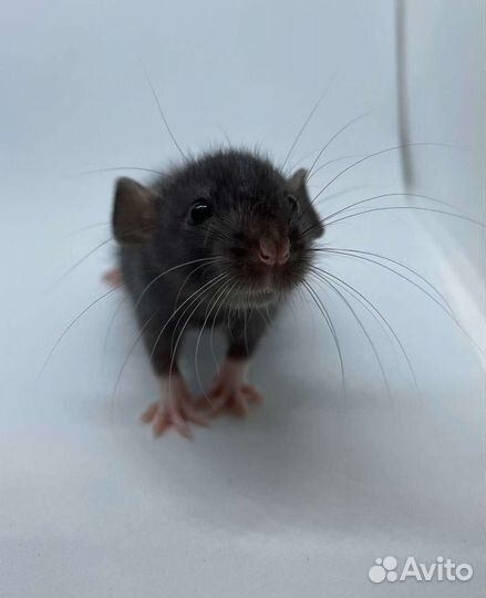 Крысы Крысята