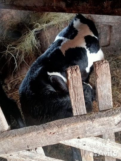 Тёлочка полтора месяца