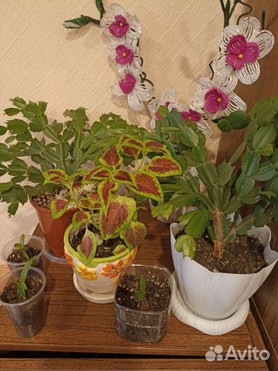 Декабрист и другие цветы и детки