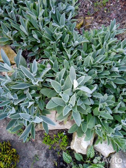 Многолетние растения для сада