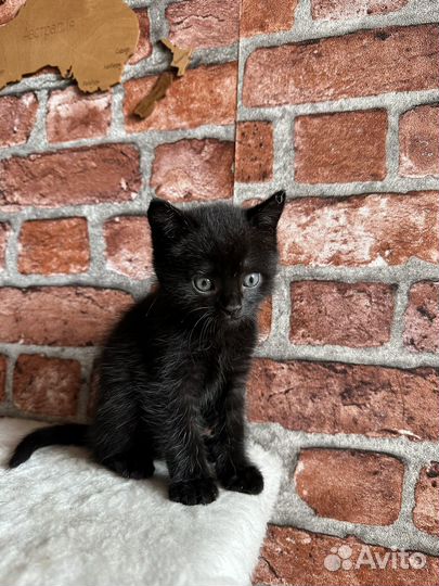 Отдам кота в добрые руки