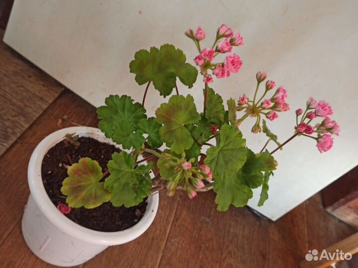 Пеларгония (мини розочки)
