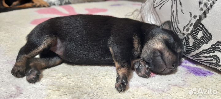 Щенок щпиц- терьер