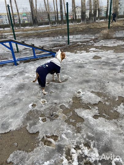 Осенний комбинезон для собак