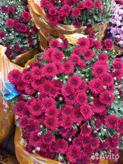 Хризантема шаровидная