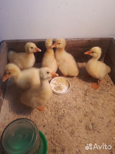 Гусята породы линда