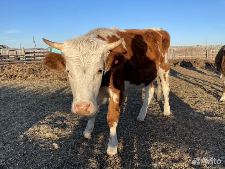 Обменяю быка на мотоцикл Racer Tourist