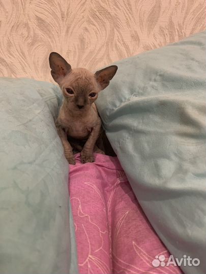 Канадский сфинкс котенок