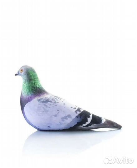 Мягкая игрушка голубь антистресс из тикток