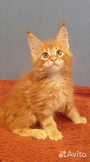 Котята мейн-кун