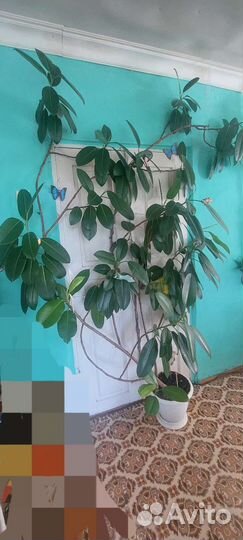 Фикус огромный