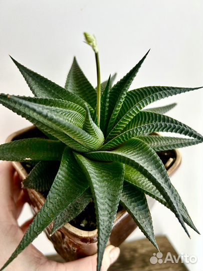 Суккуленты и кактусы коллекционные