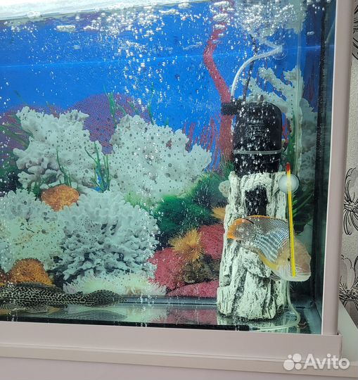 Аквариум с рыбами