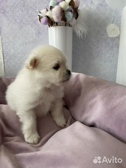 Щенки шпица