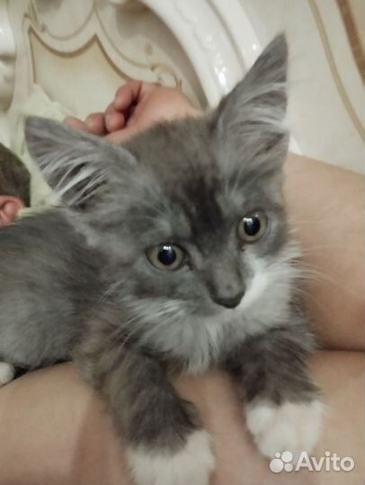 Кошечка в добрые руки