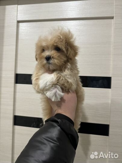 Мальтипу f1 mini