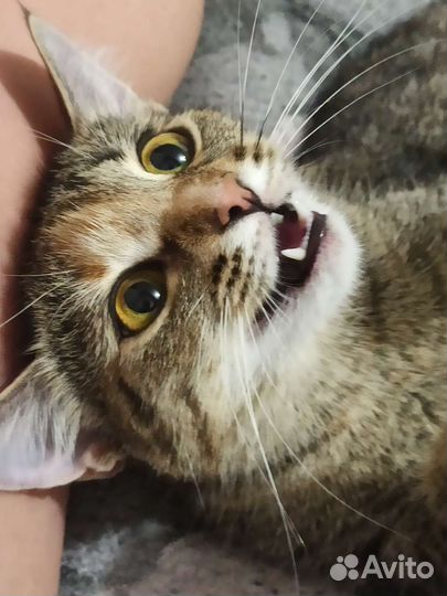 Кошка