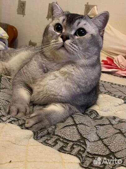 Шотландские вислоухие котята и прямоухие