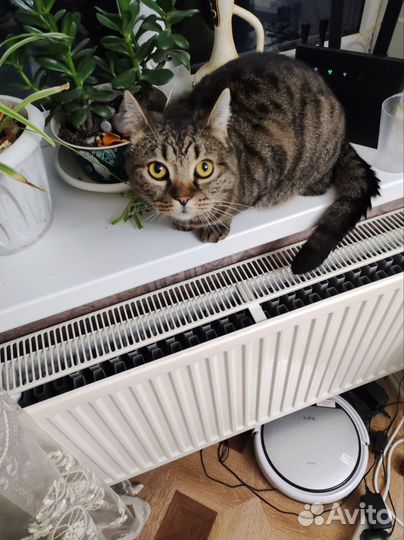 Кошка в дар бесплатно