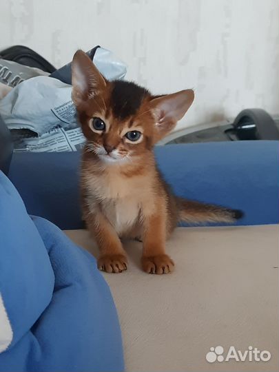 Абиссинская