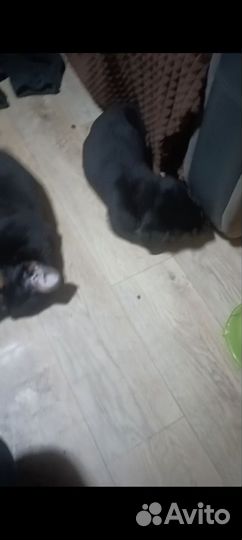 Щенки ротвейлера