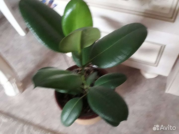 Фикус крупнолистный
