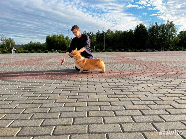 Вельш-корги вязка