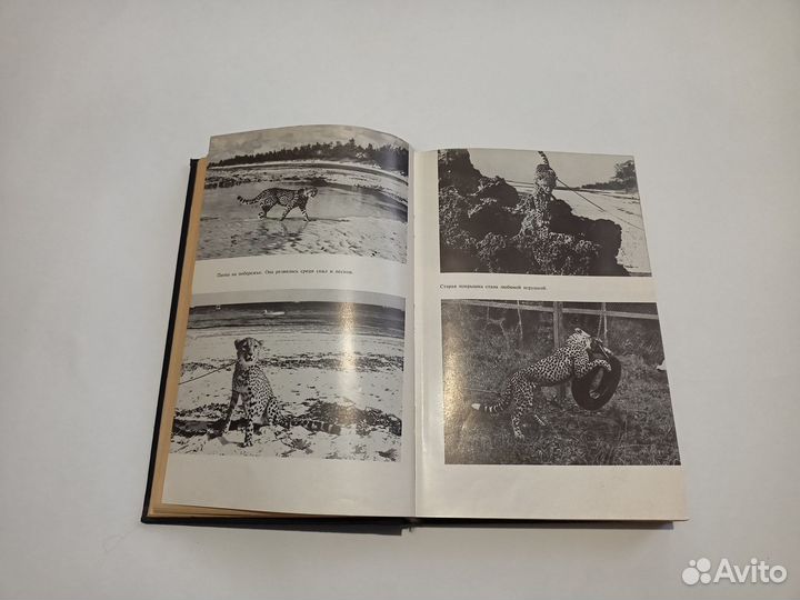 Джой Адамсон. Пятнистый Свинкс. Пиппа бросает вызо