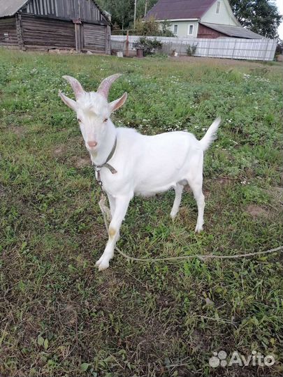 Козел Зааненский чистокровный