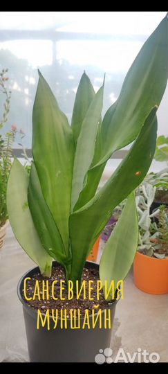Сансевиерия сортовая