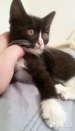 Пушистый, плюшевый котенок в дар