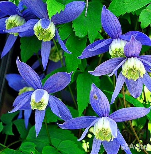 Княжики саженцы