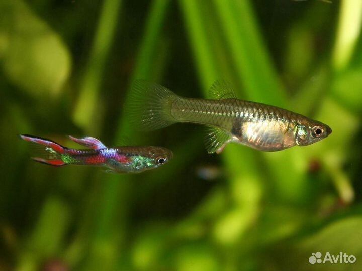 Аквариумные рыбки гуппи